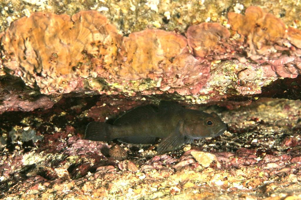 Gobius paganellus Linnaeus,1758-Livrea notturna